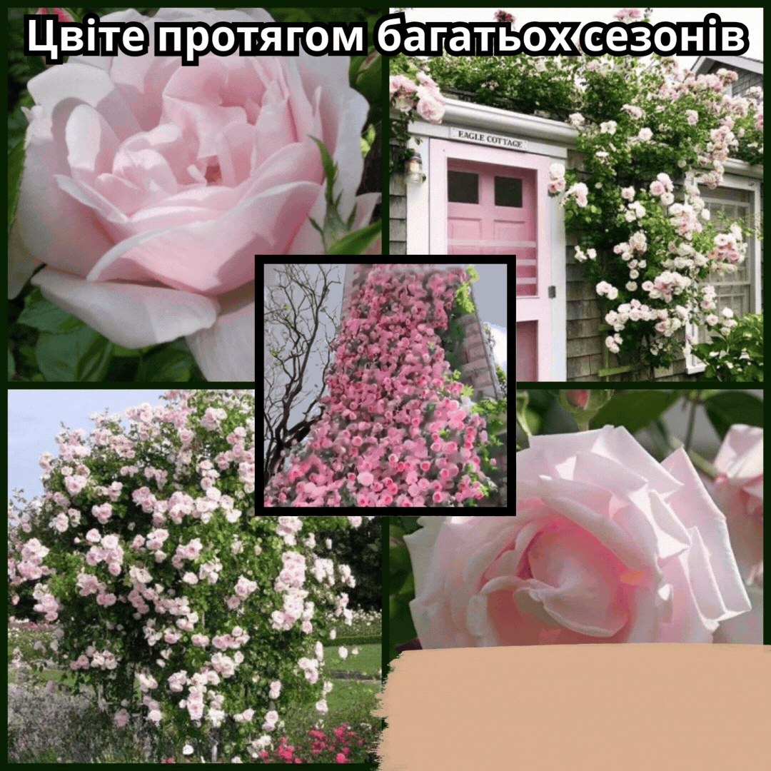 ПЛЕТИСТА ТРОЯНДА